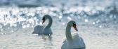 Two white swans on water in sun rays