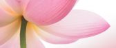 Beautiful pink lotus flower - HD wallpaper