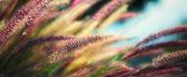 Pink grass spikelets - HD wallpaper