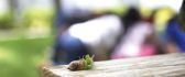 Little snail in the nature - blurry wallpaper