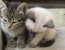 Two little sweet cats - White and gray cats