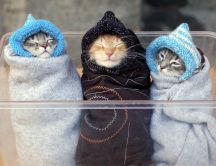 Three kittens with children hat - Funny wallpaper