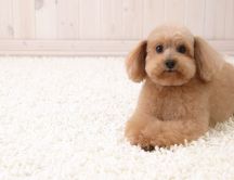 A brown sweet puppy on a white fluffy carpet