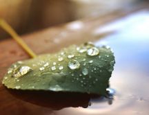 Water drops on a green leaf - HD wallpaper