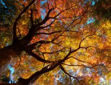 Giant tree with colorful leaves in forest