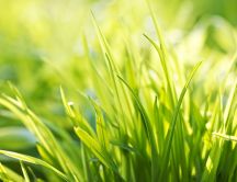 Green grass - Nature HD wallpaper