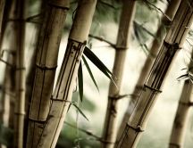 Old Bambus plants in an HD wallpaper