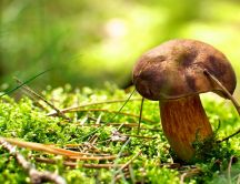 A mushroom in the green grass