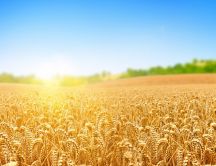 A wheat field in the sunlight - Summer time