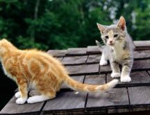Gray and yellow kitties on the roof