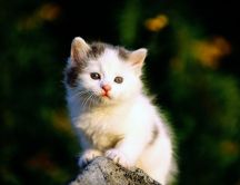 Very sweet white kitty on rock - Sad kitty