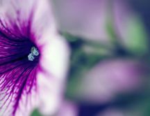Beautiful white and purple petunia flower