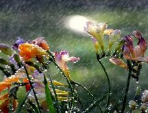 Rain over the colorful flowers from garden