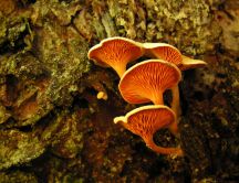 Orange mushrooms on the tree bark
