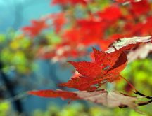 Red leaves on tree - Beautiful colorful nature