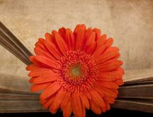 Orange Gerbera flower on a vintage book