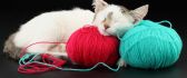 A sweet cat fell asleep on balls of thread