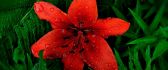 Beautiful red lily flower with water drops
