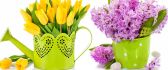 Yellow tulips in a watering can and purple lilac