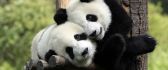 Panda bears in love - Sweet animals