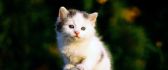 Very sweet white kitty on rock - Sad kitty
