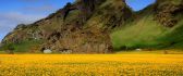 A field of yellow flowers - Beautiful landscape