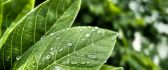 Green leaves with dew drops - Green nature