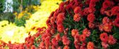 Red autumn flowers - Beautiful HD wallpaper