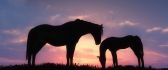 Two horses in grass in the purple sunset