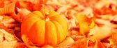 Beautiful pumpkin - autumn harvest and happy halloween