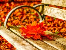 Autumn leaves on the bench in the park - HD wallpaper