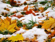 Autumn leaves covered with first snow