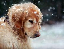 Sweet dog in the snow - HD winter wallpaper