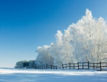 White frozen trees - HD cold winter wallpaper