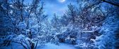 Blue winter night in the forest - Big moon