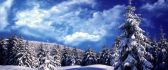 Beautiful white forest - winter wallpaper
