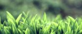 Fresh green grass in the morning - macro HD wallpaper