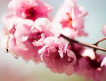 Wonderful spring moments - tree blossom - pink flowers