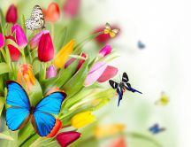 Colourful butterflies on the spring flowers-beautiful tulips