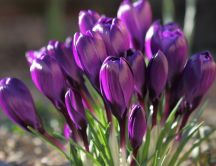 Good morning crocuses flowers - spring sunshine