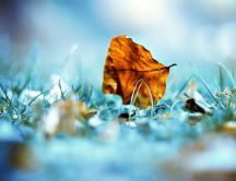 One leaf on the ground - HD wallpaper