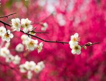 Blossom branch tree - HD spring season wallpaper