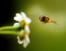 Bee flying directly to spring flowers - HD macro wallpaper