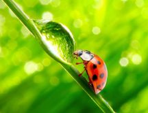 Ladybug and a big obstacle - a drop of water