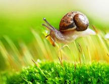 Little snail walk through the green grass of spring