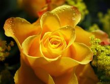 Wonderful yellow rose - Macro water drops