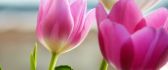 Beautiful pink tulips - spring flowers