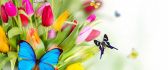 Colourful butterflies on the spring flowers-beautiful tulips