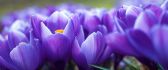 Macro flowers - spring time - violet crocuses