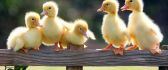 Sweet little fluffy ducks - HD wallpaper